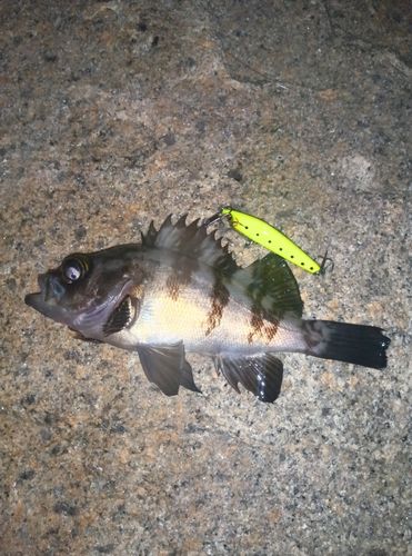 メバルの釣果