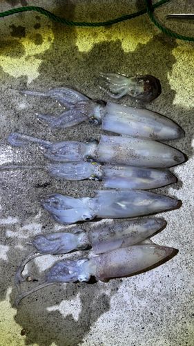 マメイカの釣果