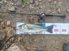 ブラックバスの釣果