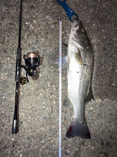 ヒラスズキの釣果