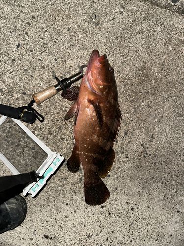アコウの釣果