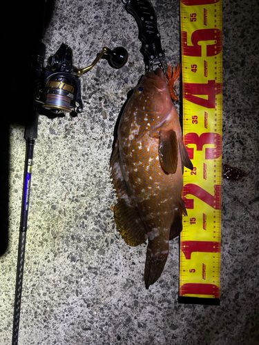 アコウの釣果