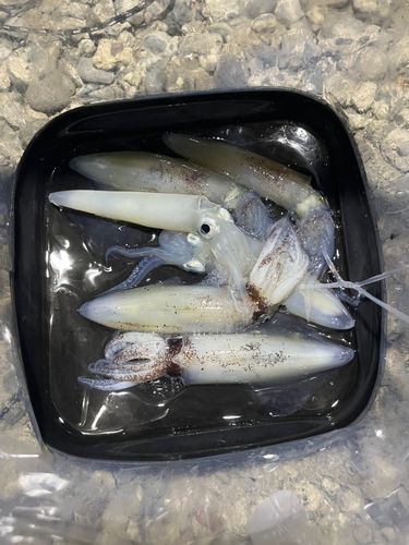 マメイカの釣果