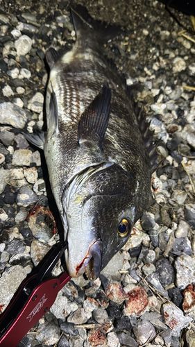 チヌの釣果