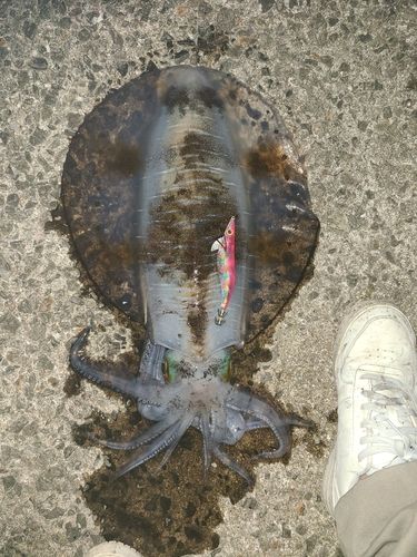 アオリイカの釣果