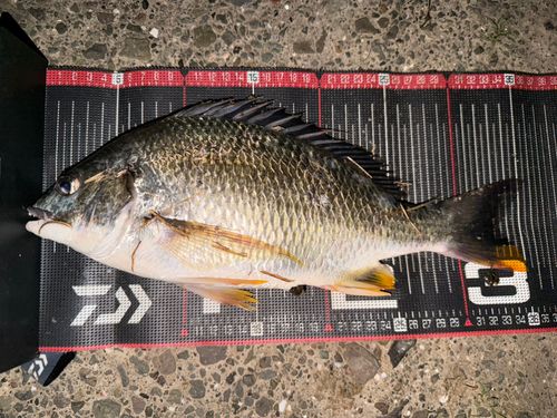 キビレの釣果