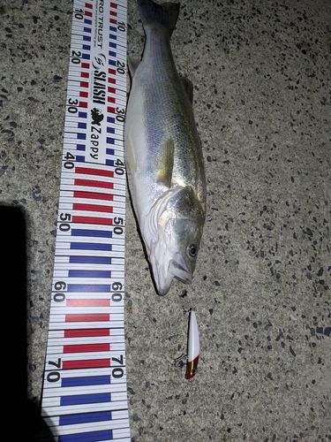 スズキの釣果