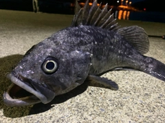 クロソイの釣果