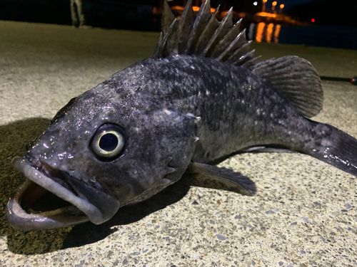 クロソイの釣果