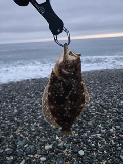 ソゲの釣果