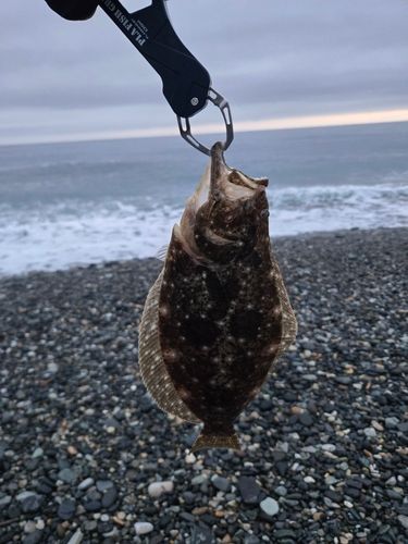ソゲの釣果