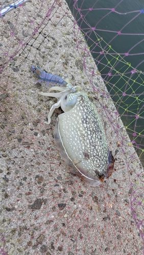 シリヤケイカの釣果