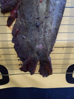ナマズの釣果