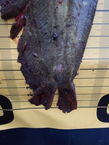 ナマズの釣果