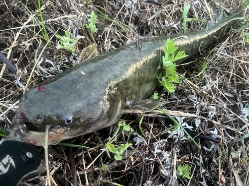 ナマズの釣果