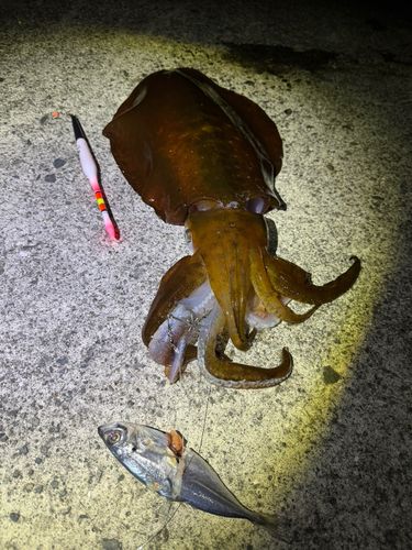アオリイカの釣果