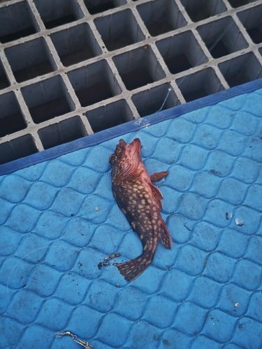 カサゴの釣果