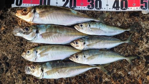 アジの釣果