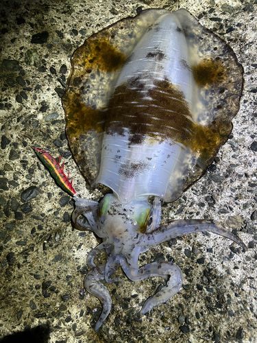 アオリイカの釣果