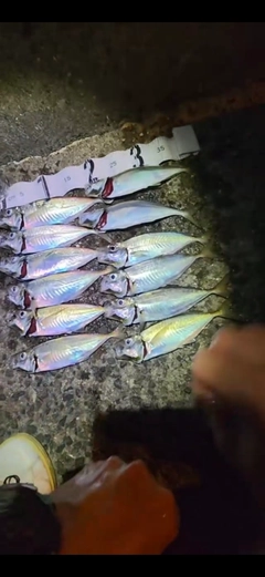 マアジの釣果