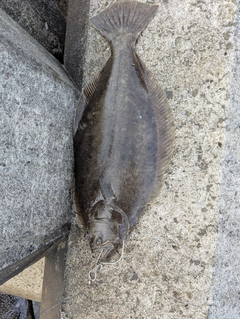 ヒラメの釣果