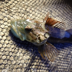 アナハゼの釣果