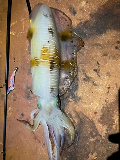 イカの釣果