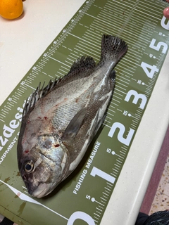 コショウダイの釣果