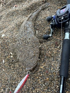 マゴチの釣果