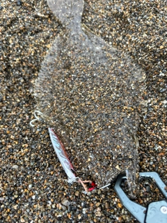 ソゲの釣果