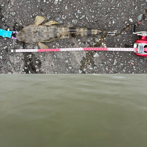 マゴチの釣果