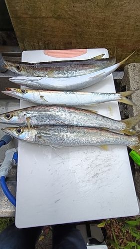 カマスの釣果
