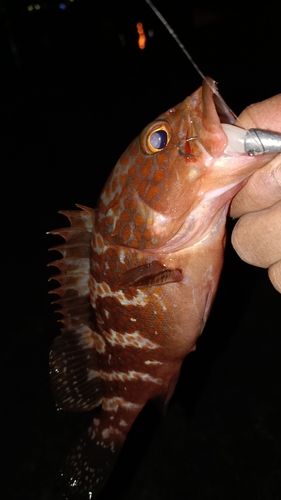 アコウの釣果