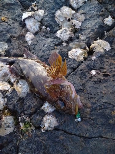 カサゴの釣果