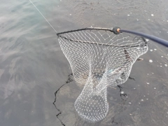 クロマグロの釣果