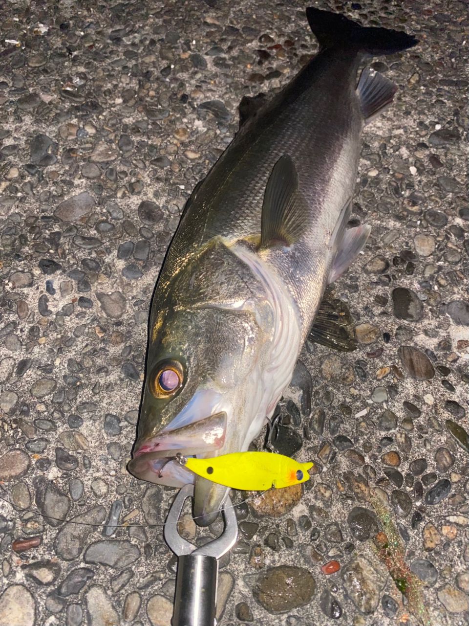 SHIMANO 18ワールドシャウラ 1832R-2の最安値・インプレ・釣果 | 本音