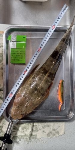 マゴチの釣果