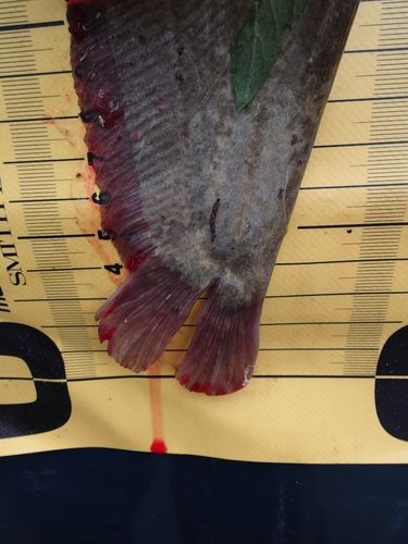 ナマズの釣果