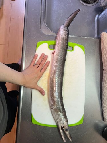 ハモの釣果