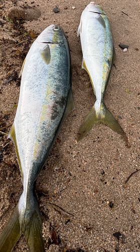 ツバイソの釣果