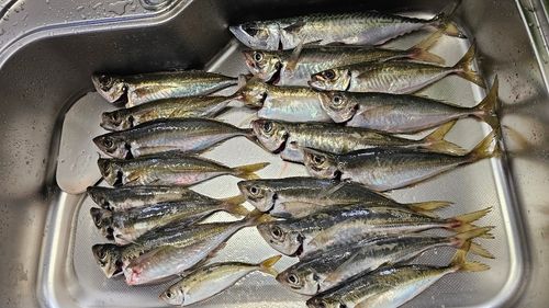 アジの釣果