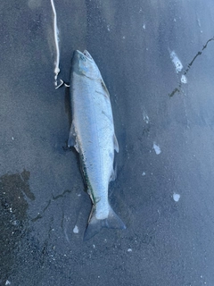 サクラマスの釣果