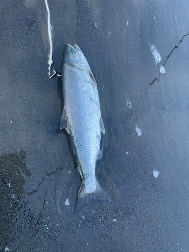 サクラマスの釣果