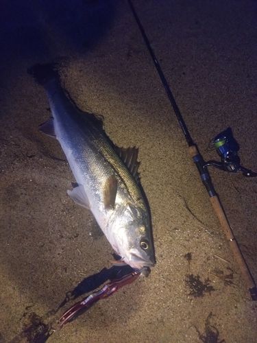 スズキの釣果