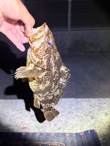 タケノコメバルの釣果