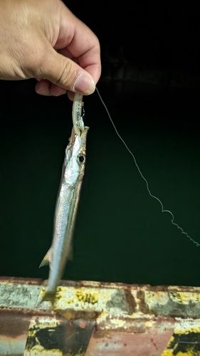 カマスの釣果