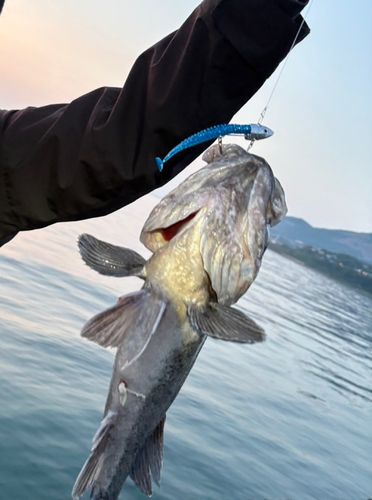 クロソイの釣果