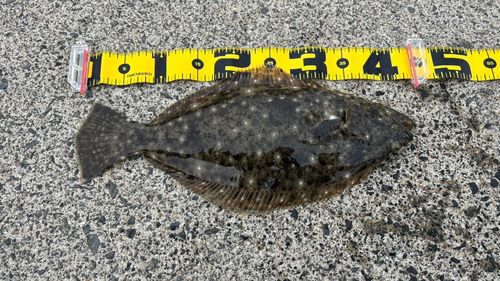 ヒラメの釣果
