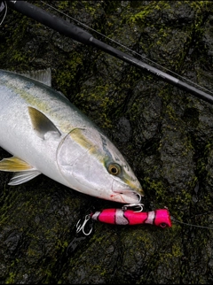 ワラサの釣果