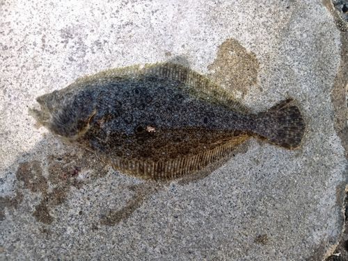 ソゲの釣果